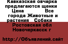 Кавказская овчарка -предлагаются щенки › Цена ­ 20 000 - Все города Животные и растения » Собаки   . Ростовская обл.,Новочеркасск г.